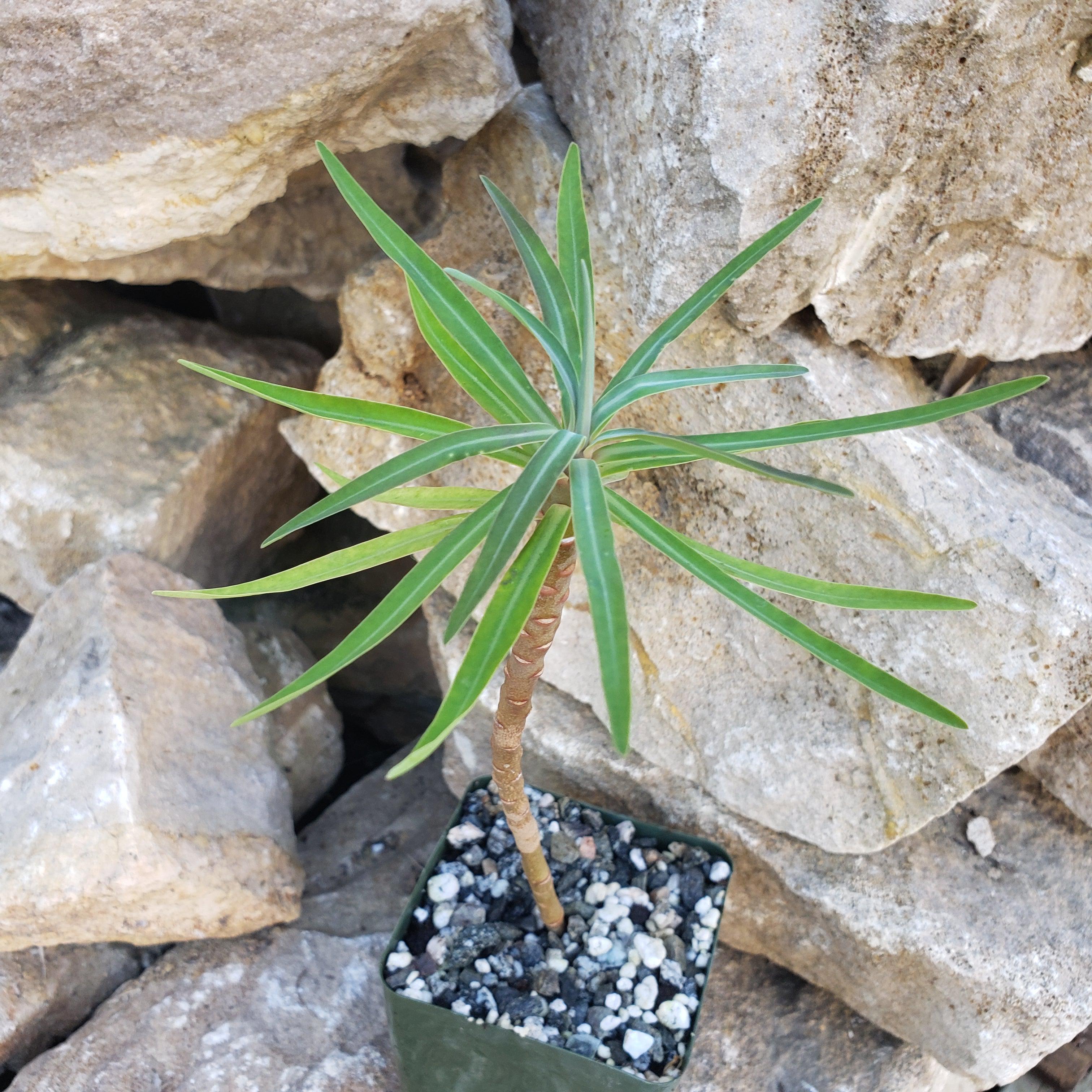 Euphorbia lambii