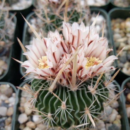 Echinofossulocactus palmillas brain plant