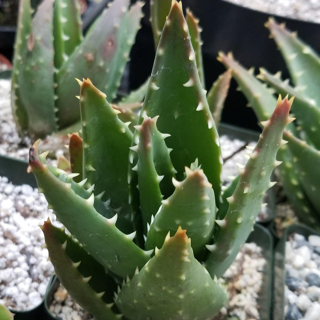 Aloe t-rex