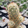 Mammillaria elongata ‘Pink Nymph’