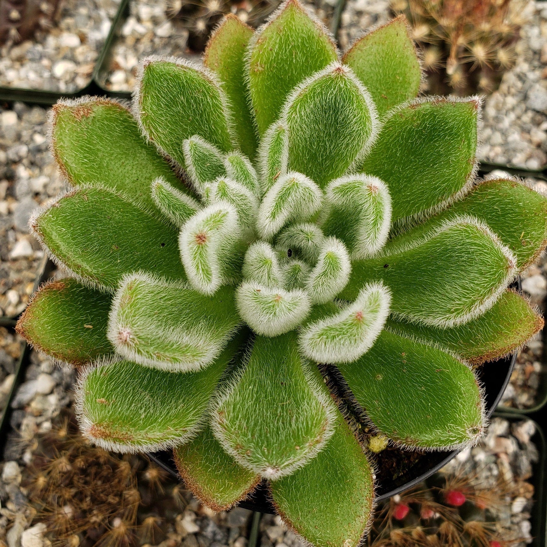 doris taylor succulent care Echeveria Doris Taylor | Attractive Green Plant