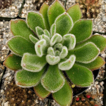 echeveria succulent tall Echeveria Doris Taylor | Attractive Green Plant
