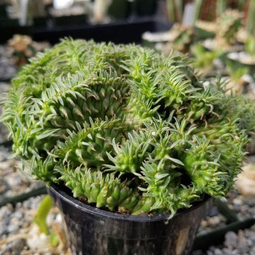 Euphorbia spiralis cristata