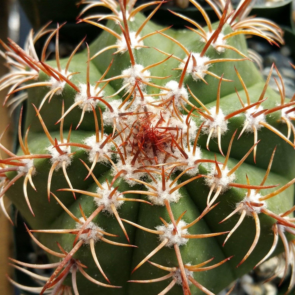 Melocactus matanzanus no cephalium