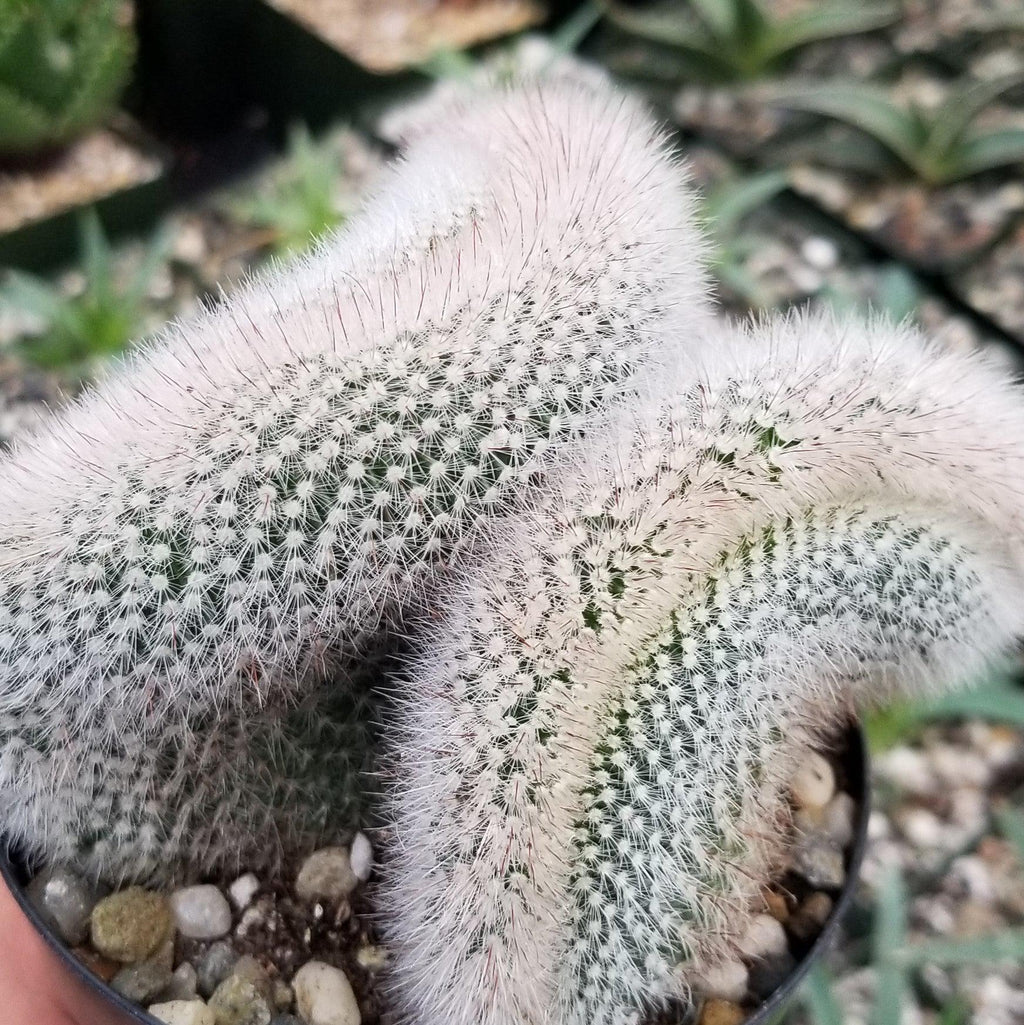 Mammillaria crest Red Cap