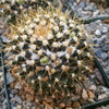 Mammillaria nivosa