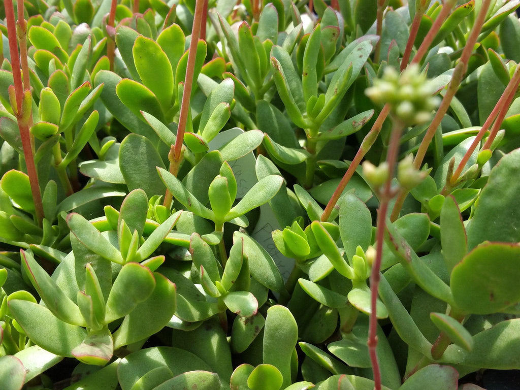 Crassula platyphylla - Planet Desert