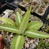 Agave lophantha splendida – Center Stripe Agave