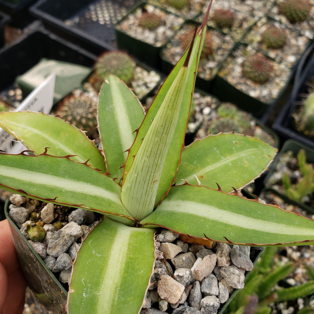 Agave lophantha splendida – Center Stripe Agave
