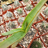 Aloe thraskii