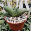 Gasteria glomerata