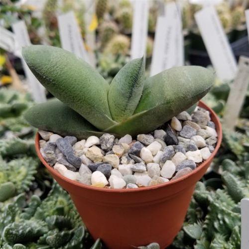 Gasteria glomerata