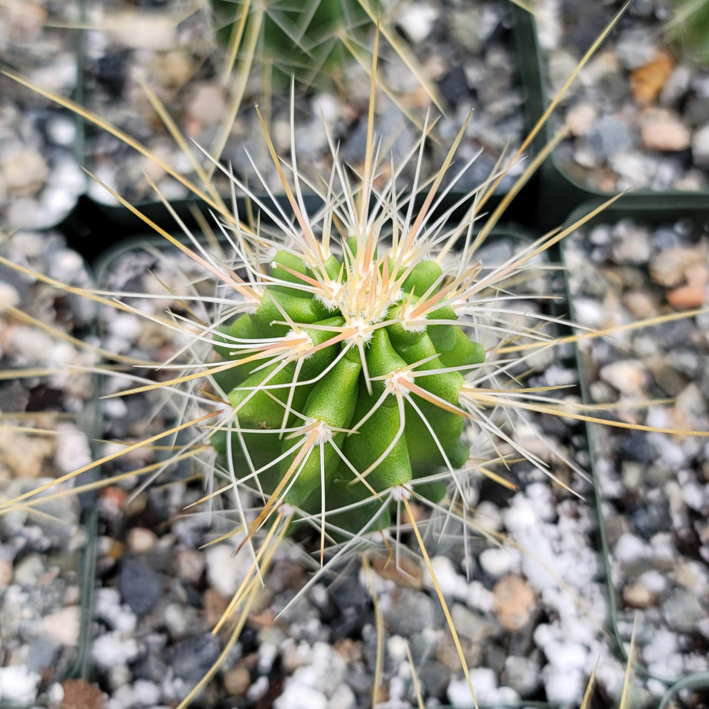 Echinocereus Huasteca canyon arizonicus