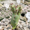 Euphorbia cooperi