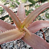 Malagasy Tree Aloe - Aloe vaombe