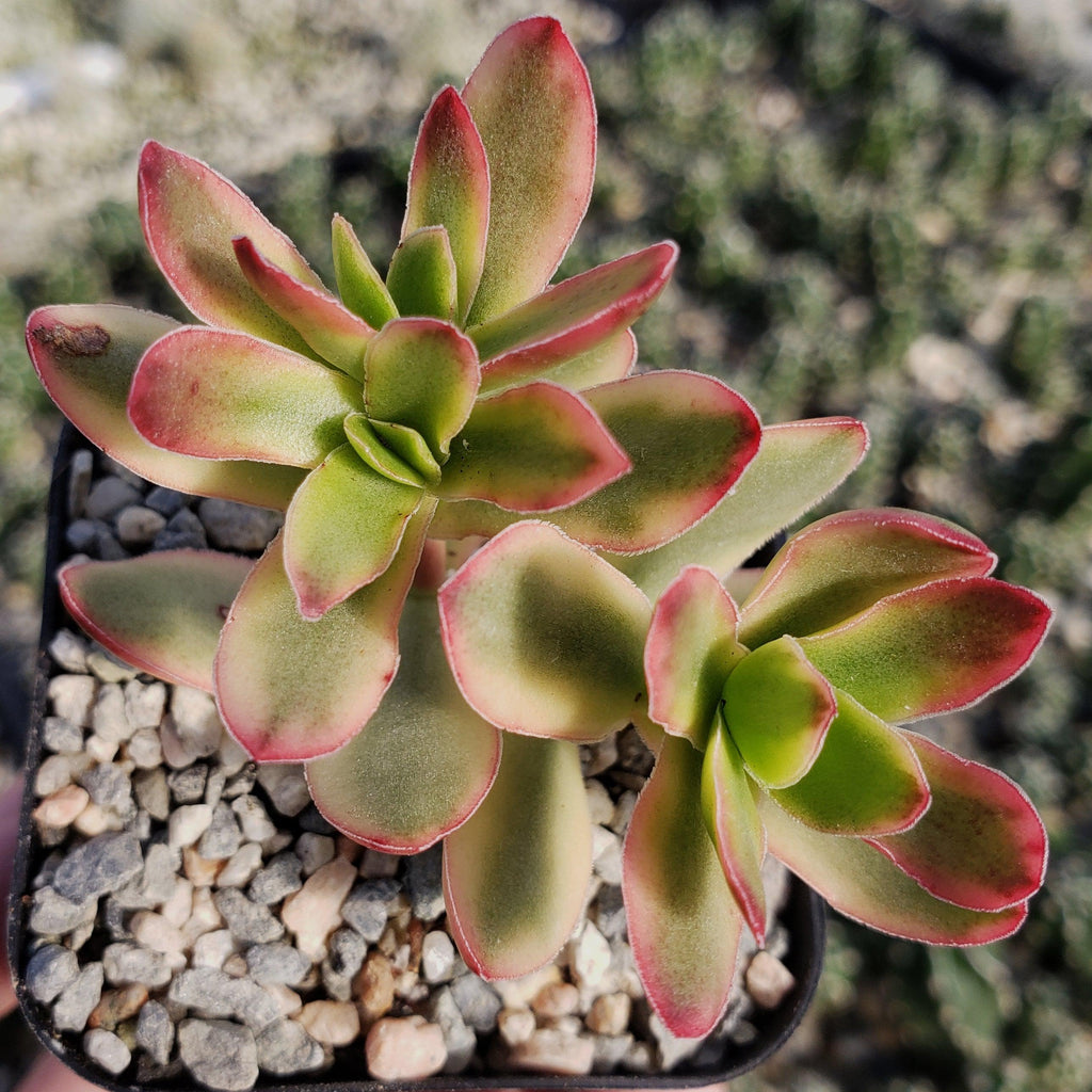 Crassula daydream