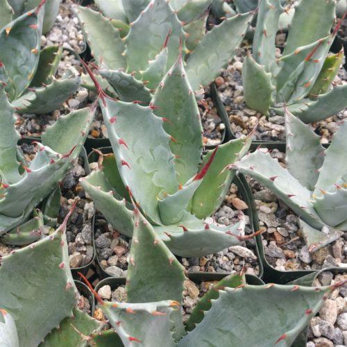 Agave colorata mescal ceniza