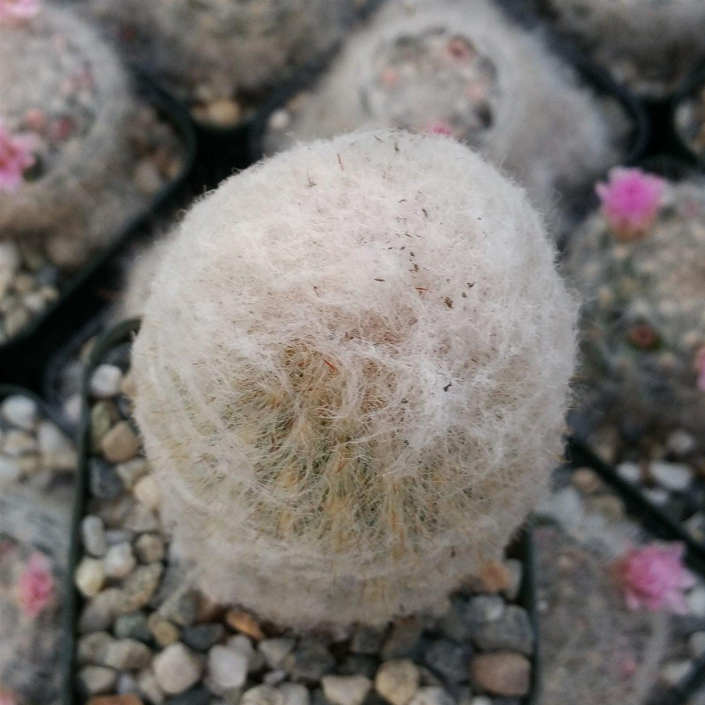 Small Peruvian Old Lady Cactus (Espostoa Melanostele Small Peruvian Old Lady Cactus (Espostoa Melanostele