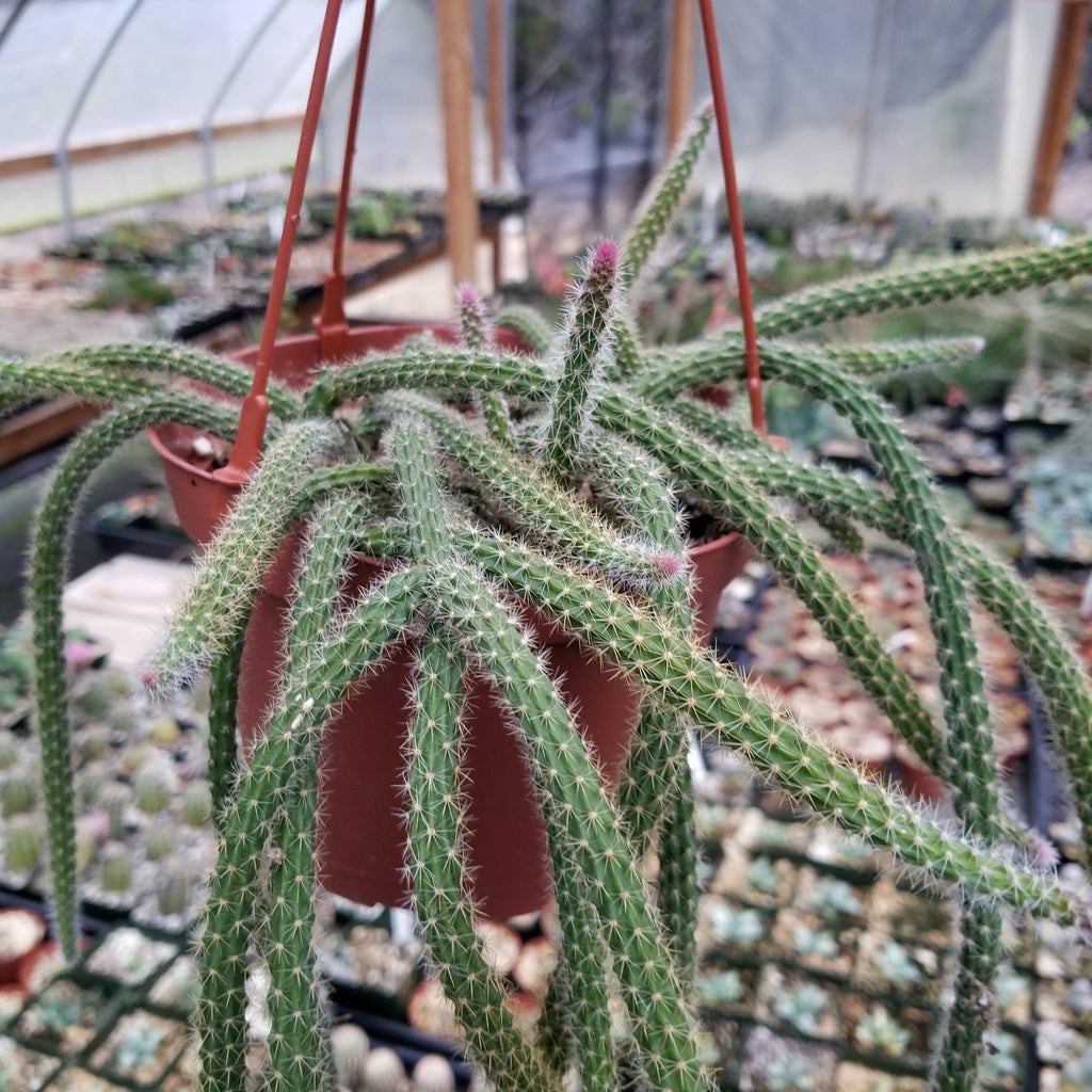 Aporocactus flageliformis rat 3 Cuttings