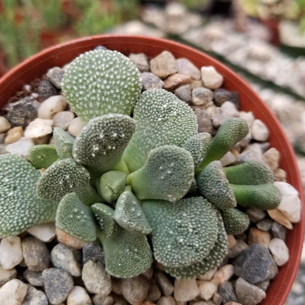 Aloinopsis villetii