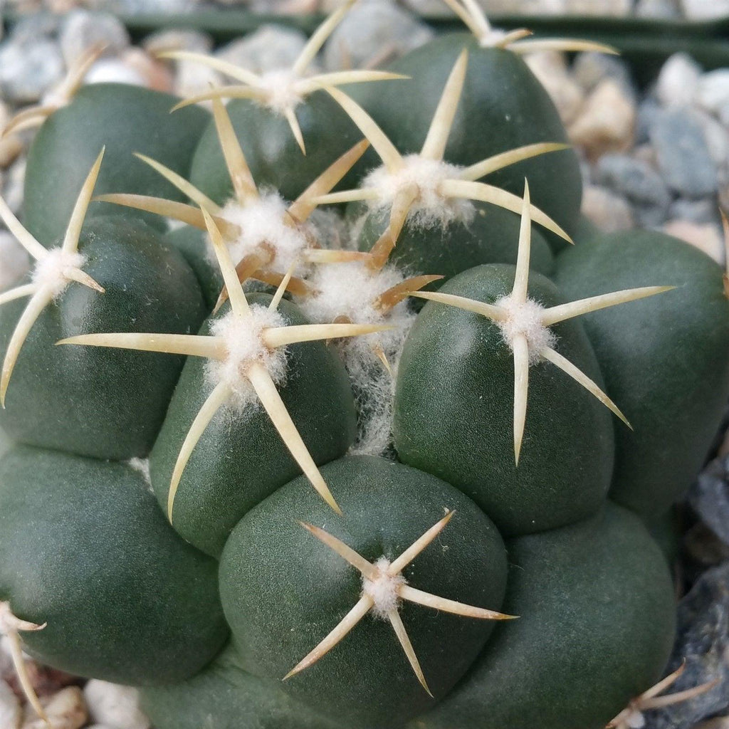 Coryphantha elephantidens