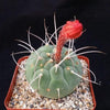 Matucana madisoniorum