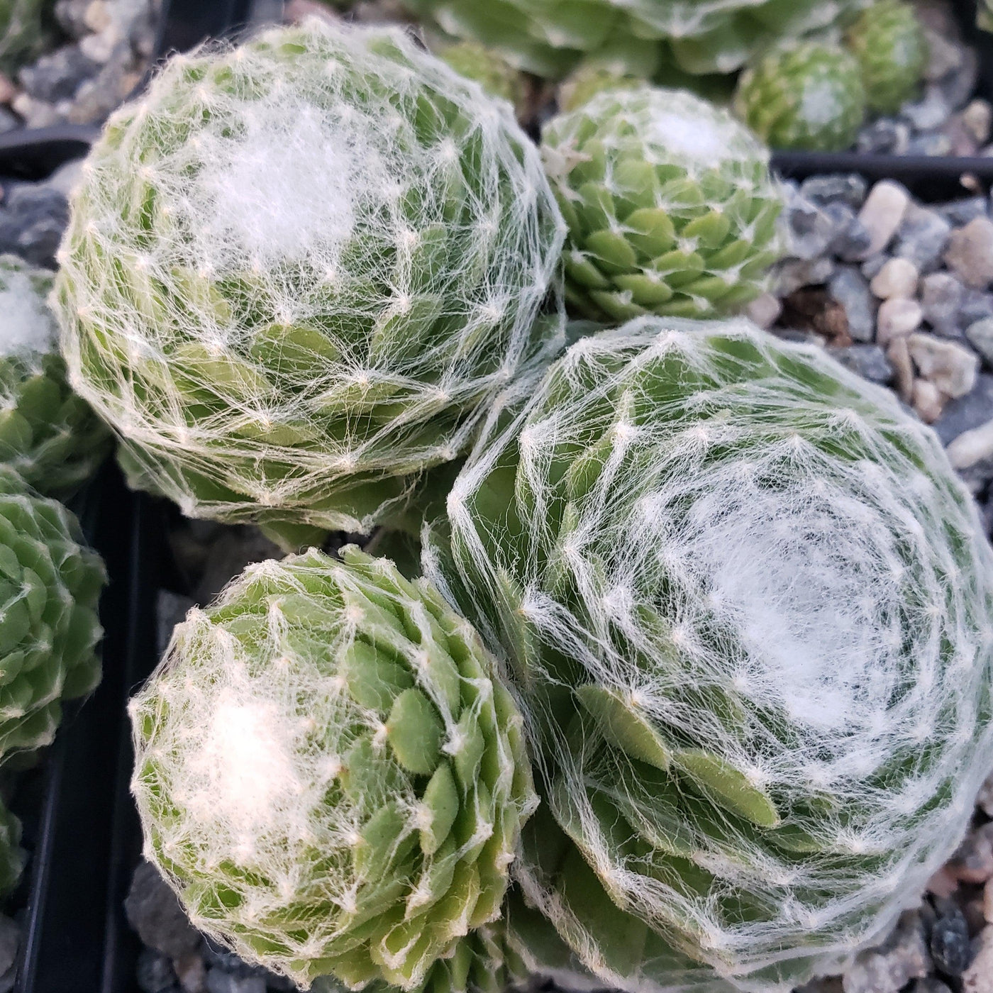 hen and chick succulent Shop ' Sempervivum arachnoideum