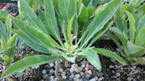 Euphorbia bupleurifolia