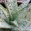 Aloe doran black