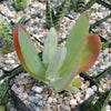 Flapjack Plant ‘Kalanchoe luciae’