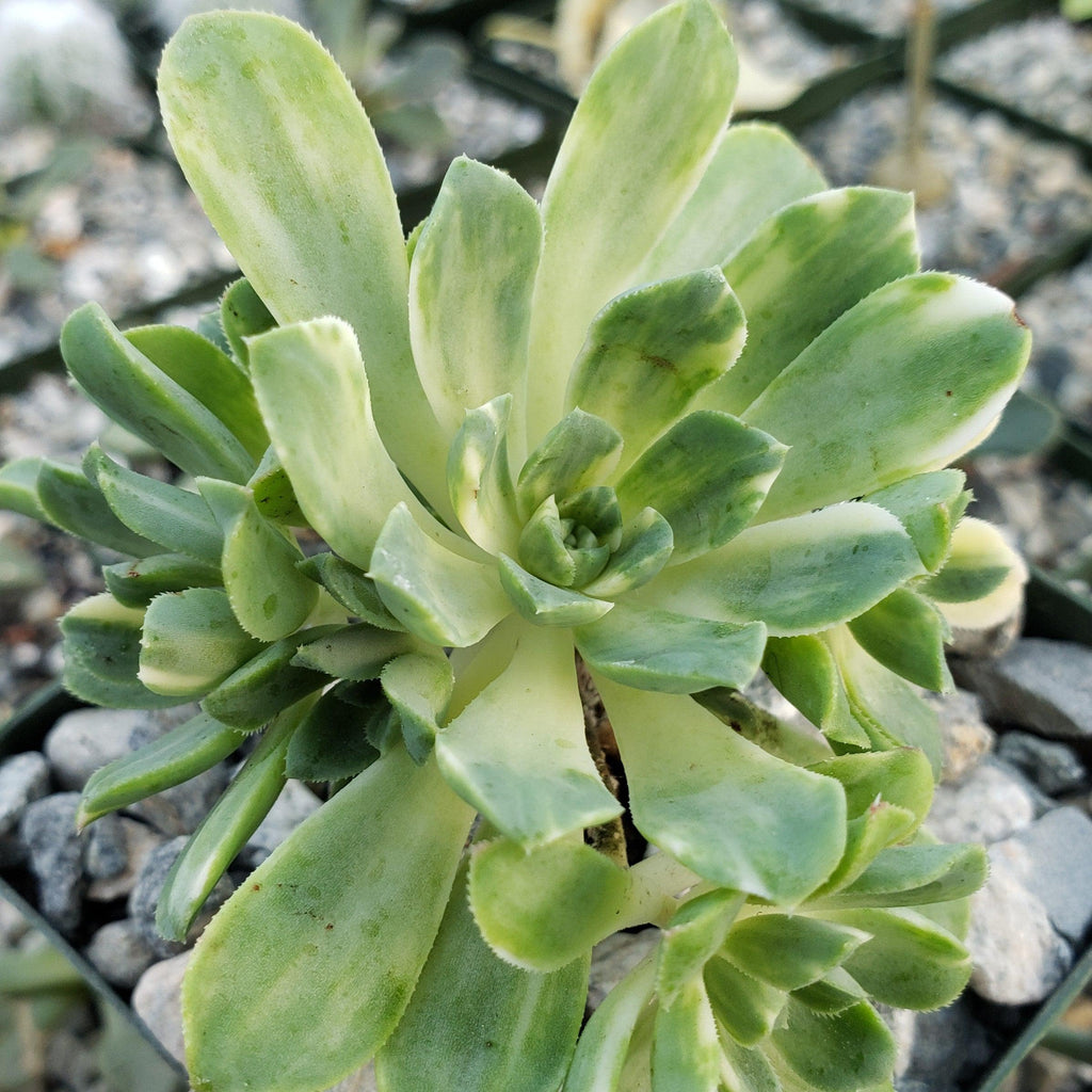 Aeonium castello paivae variegata Suncup