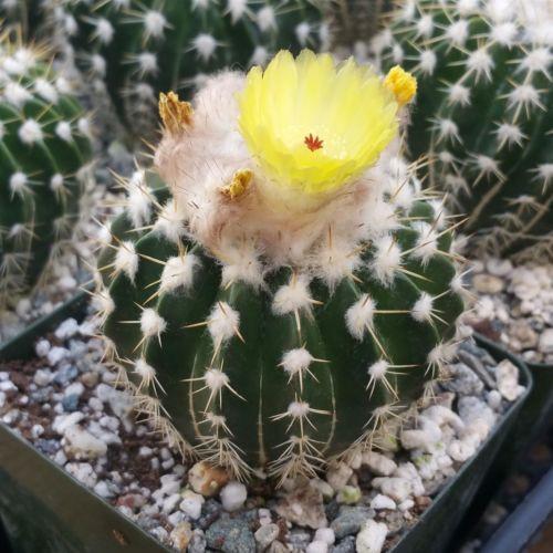 Wigginsia leprosorum