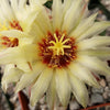 Hamatocactus setispinus