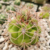 Gymnocalycium saglionis