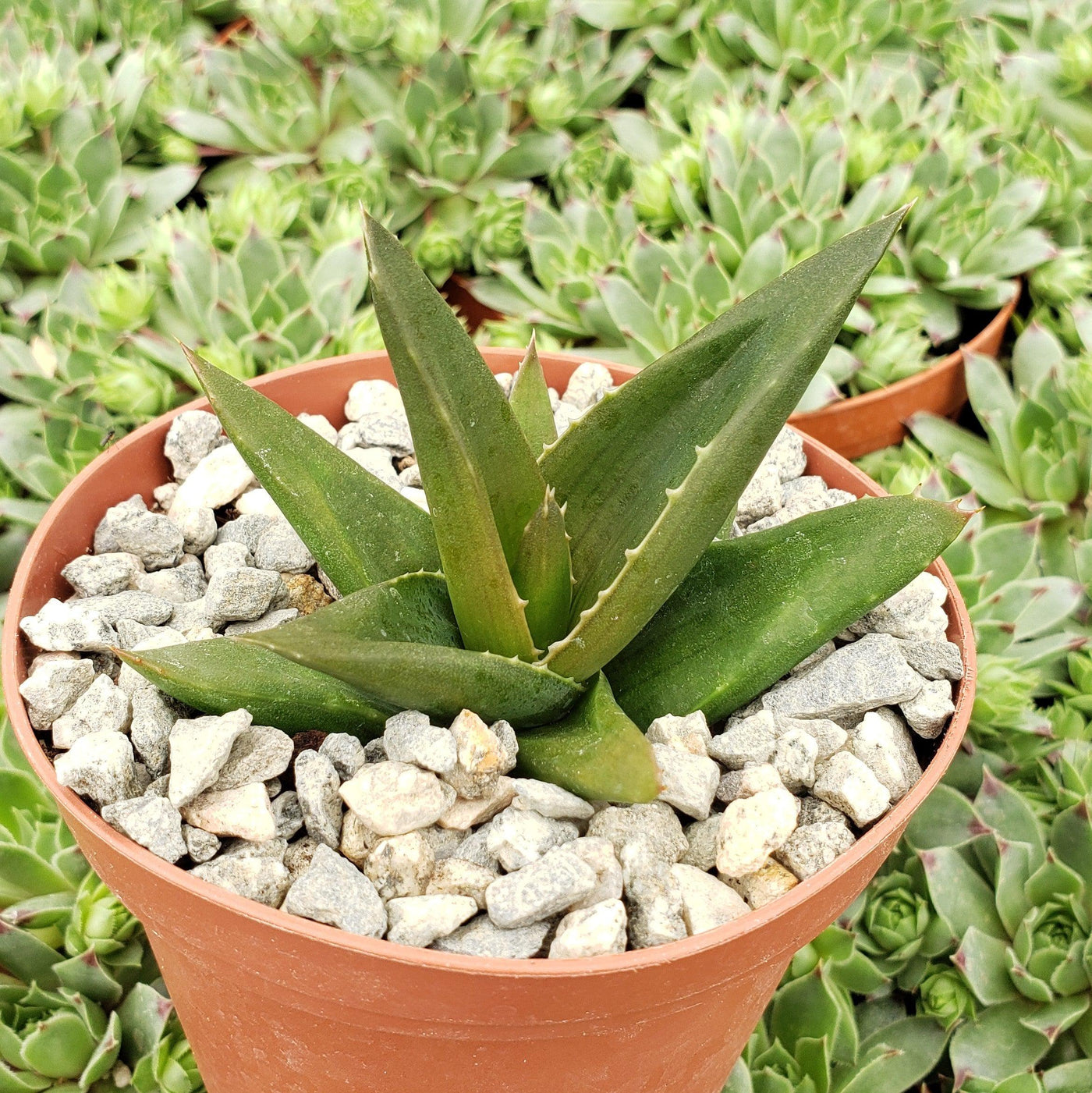 black gem aloe vera plant Shop 'Aloe Black Gem – Alworthia Black Gem' Care and Info