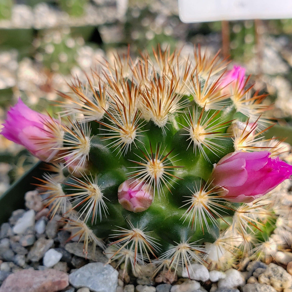 Mammillaria lauii subducta