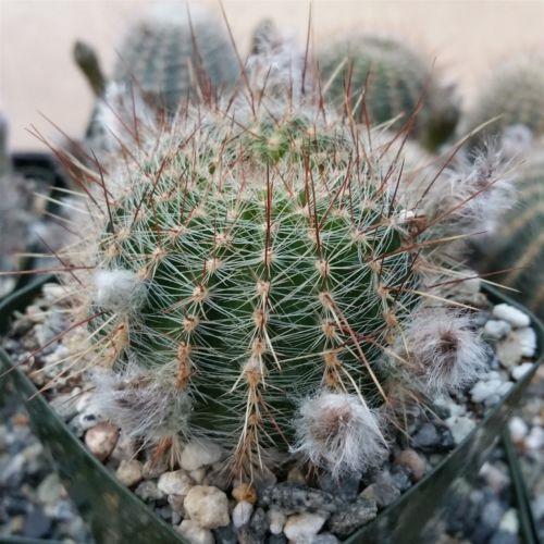 Echinopsis leucomalla cob cactus