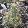 Echinocereus sanpedroensis