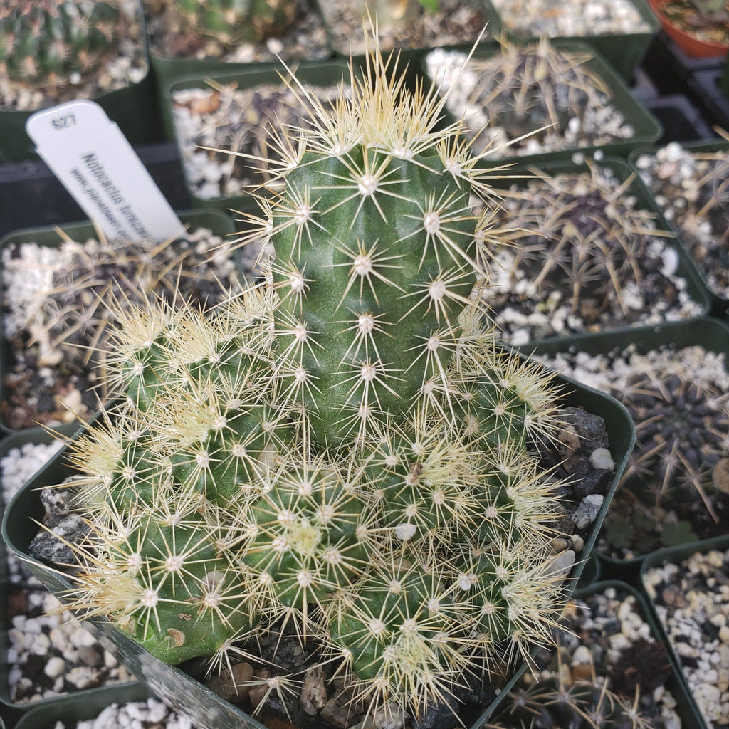 Echinocereus sanpedroensis