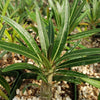 Pachypodium rosulatum