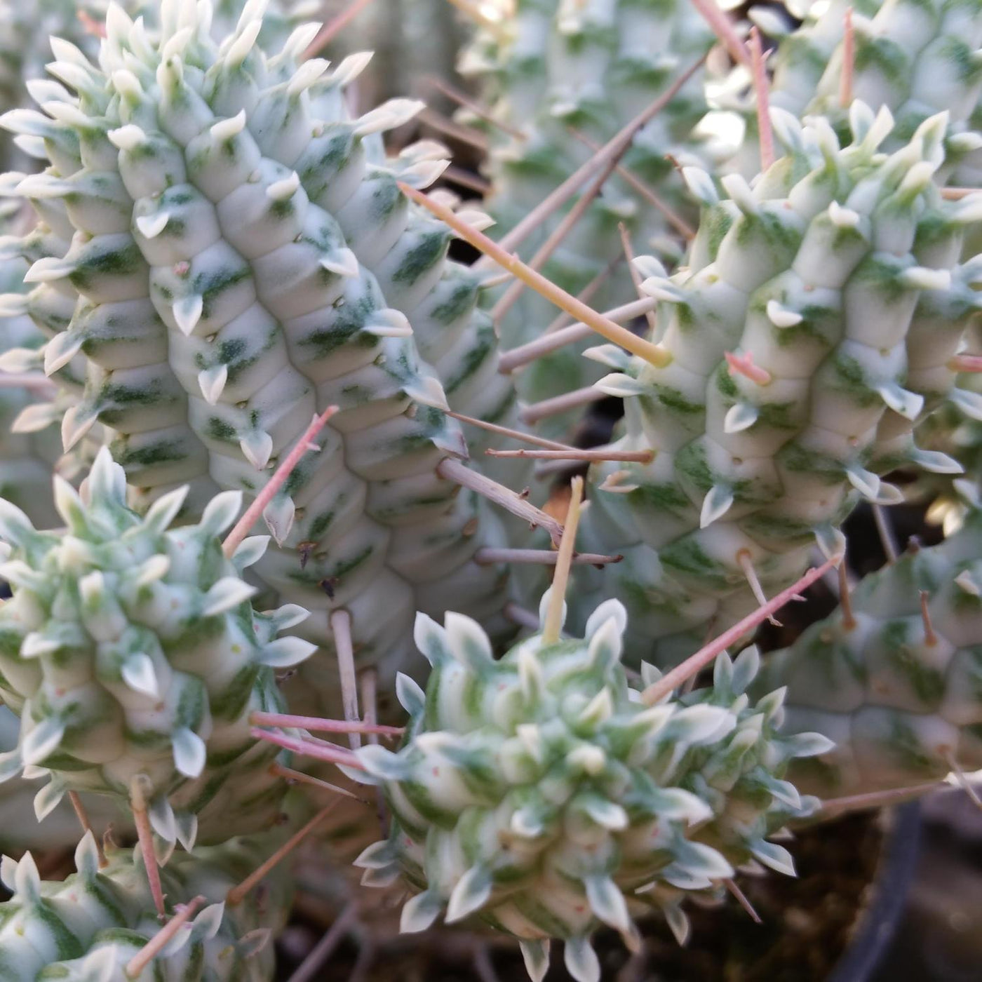 corn cob succulent Euphorbia Mammillaris Variegata | Indian corn cob cactus