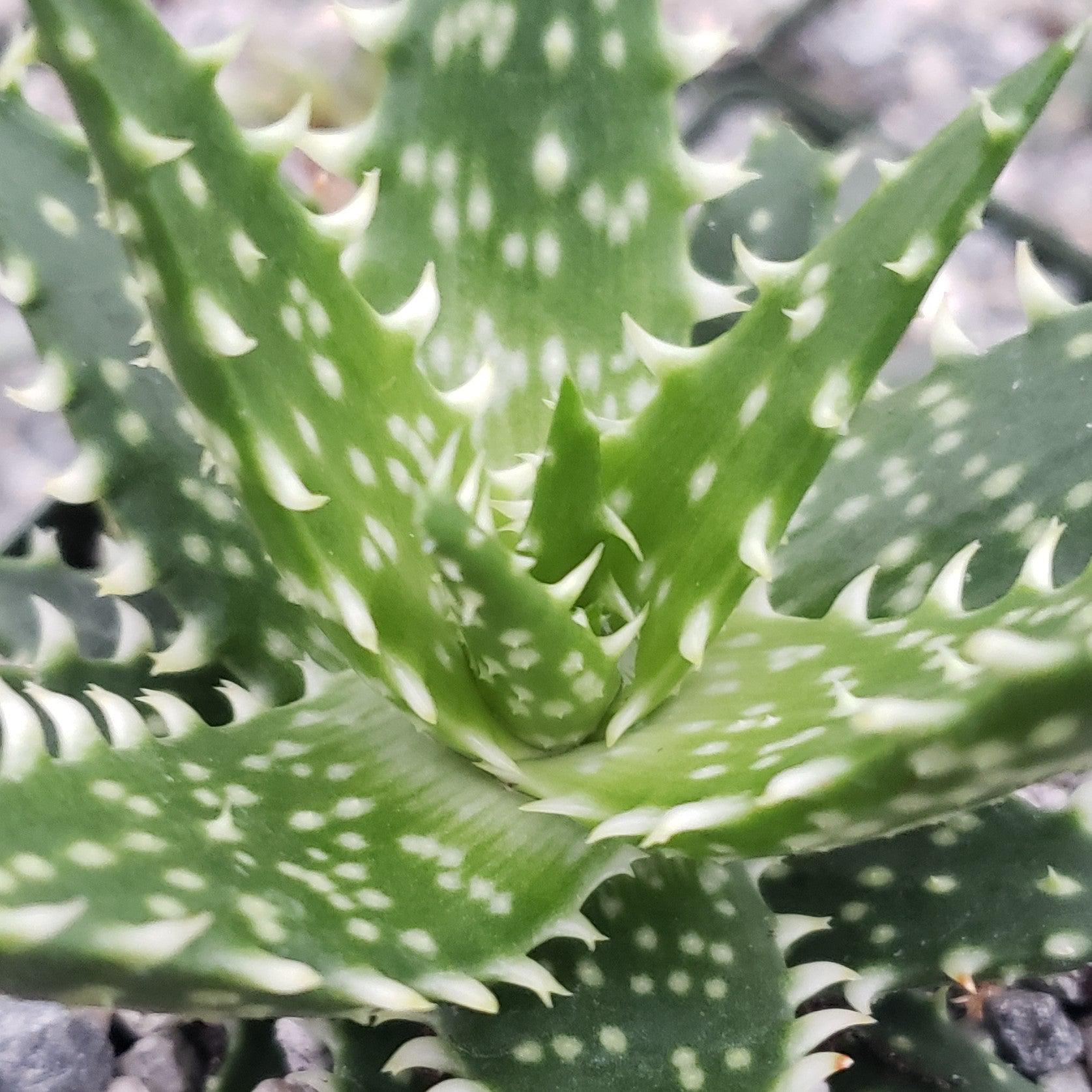 Aloe Minnie Belle