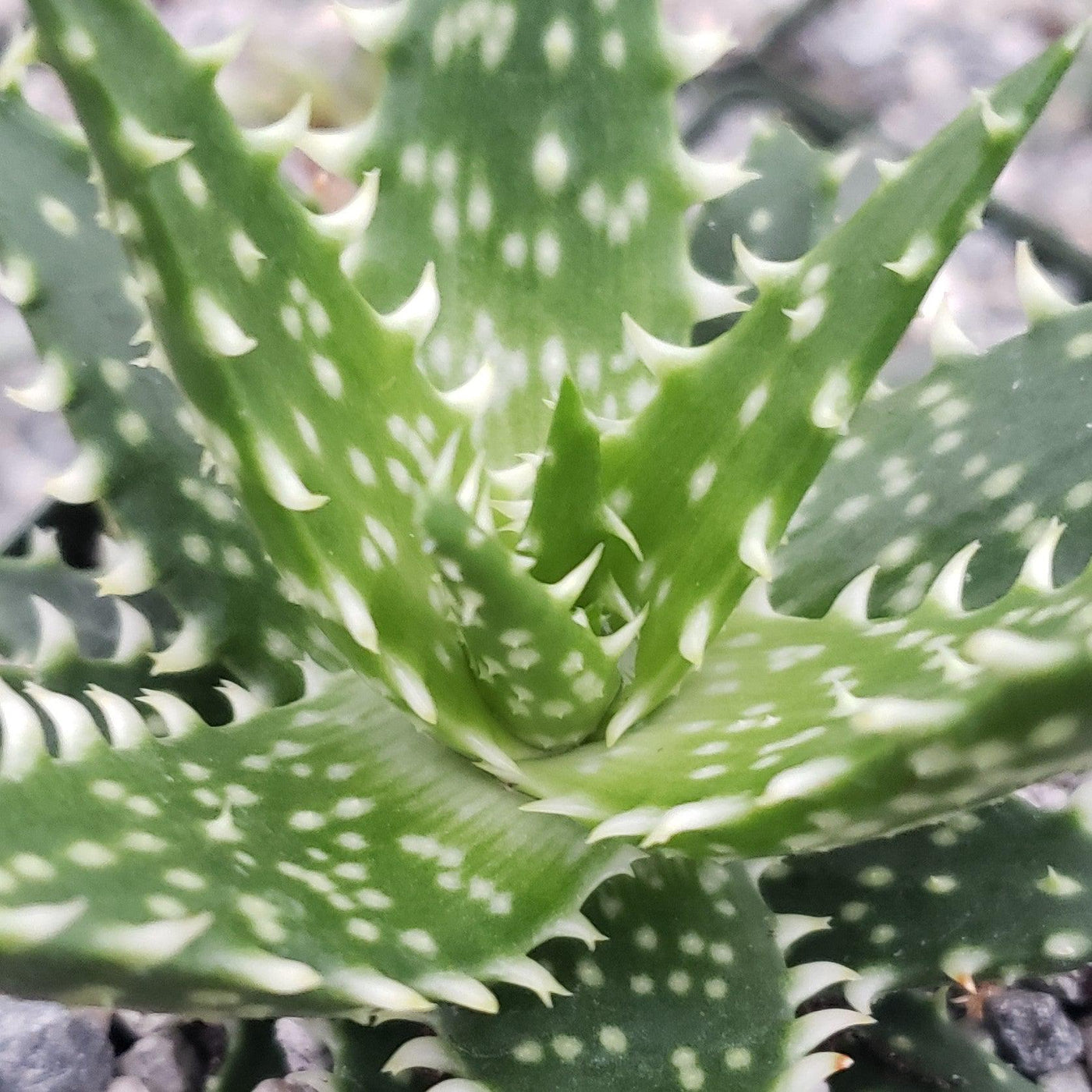 white beauty aloe vera plant Aloe Minnie Belle – Planet Desert