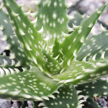 white beauty aloe vera plant Aloe Minnie Belle – Planet Desert