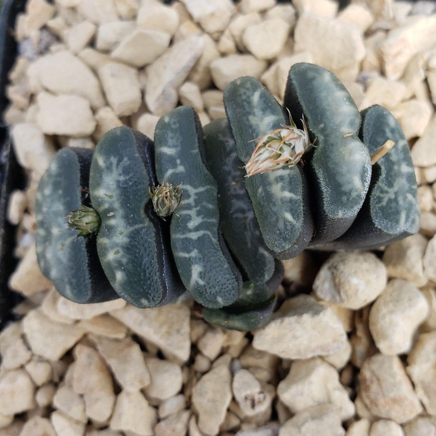 succulent horse Buy Haworthia Truncata | Small Succulent Plant