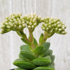 Crassula Spring Time