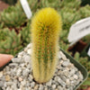 Cleistocactus winteri Golden Rat Tail