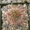 Mammillaria fraileana