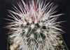 Echinocereus vivediflorus canus