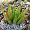 Aloe vera chinensis